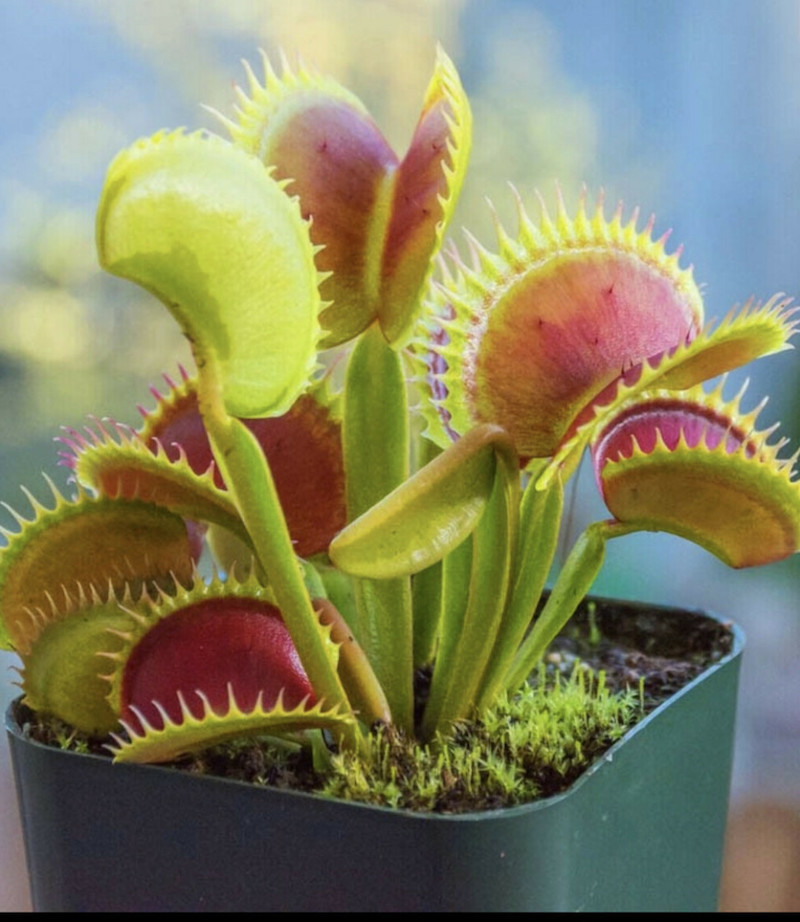 venus flytrap cute