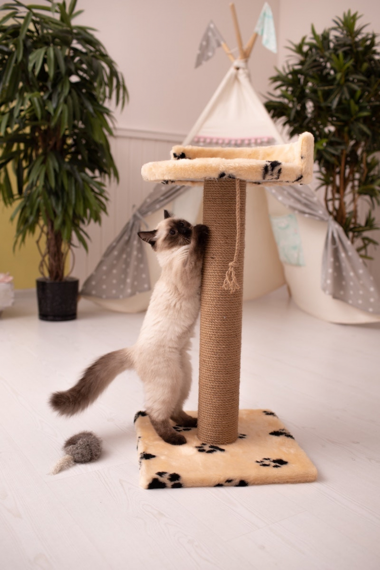 How to stop cats from scratching furniture & peeing 10 Easy Solutions