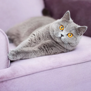 How to stop cats from scratching your furniture & peeing everywhere
