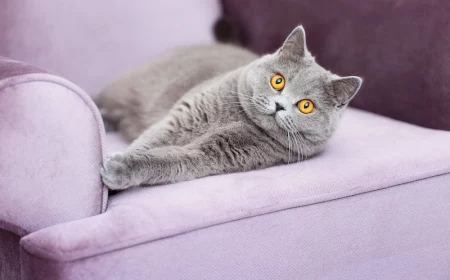 ways to stop cats from scratching furniture