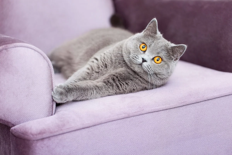 How to stop cats from scratching your furniture & peeing everywhere