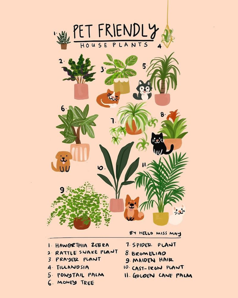 what are the best bedroom plants