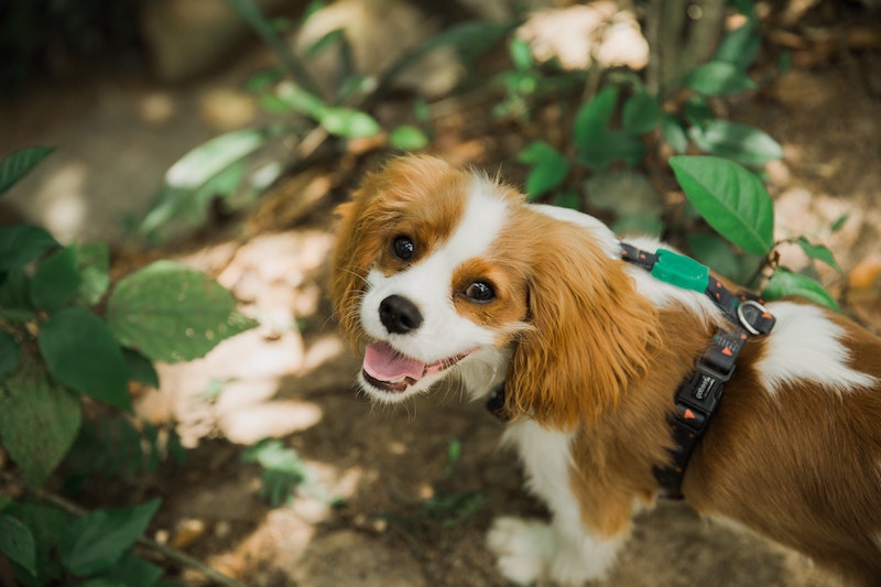 cavalier king charles spaniel dog looking up and smiling