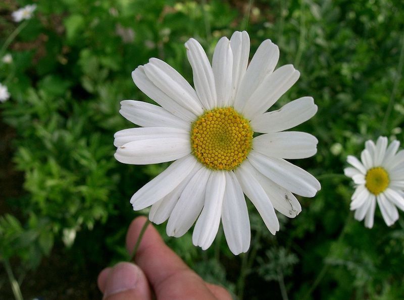 dalmatian pellitory tanacetum cinerariifolium white daisy like flower