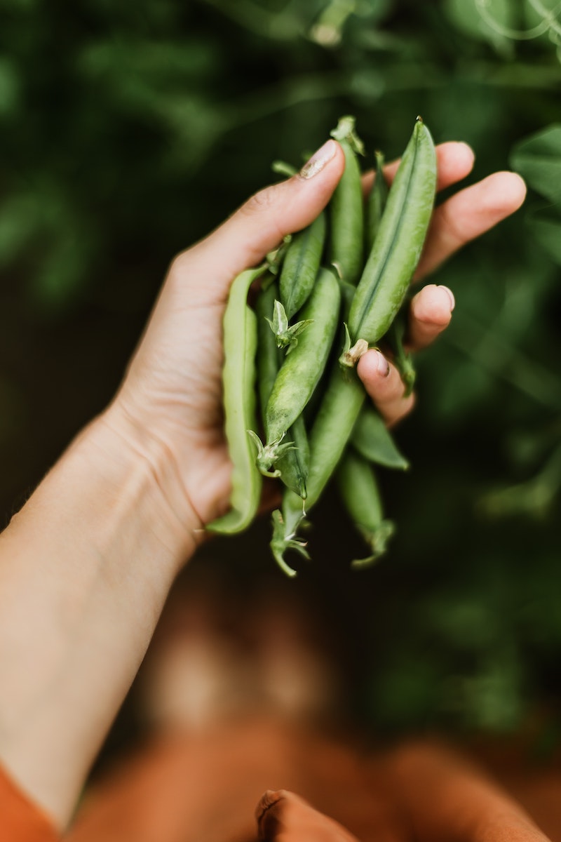 a hand holding green peas in pods