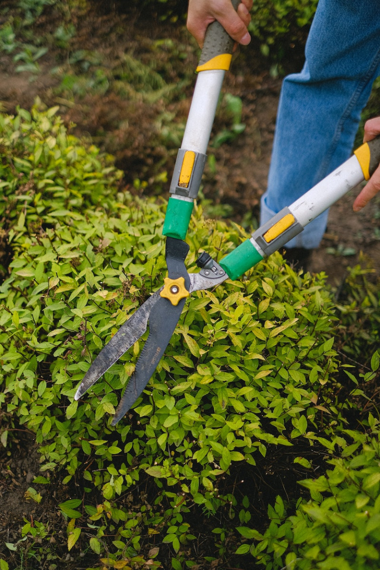 6 Essential Spring Gardening Tips to Prepare Your Garden for the Season