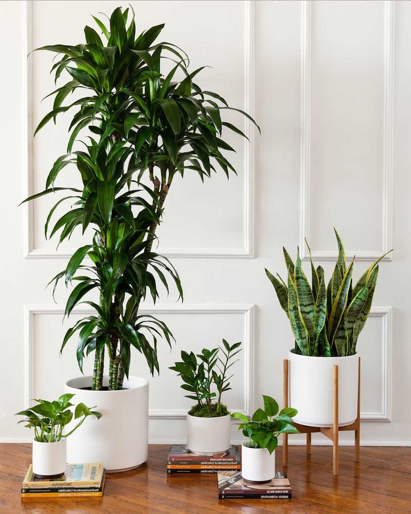 air purifying plants four plants in white pots