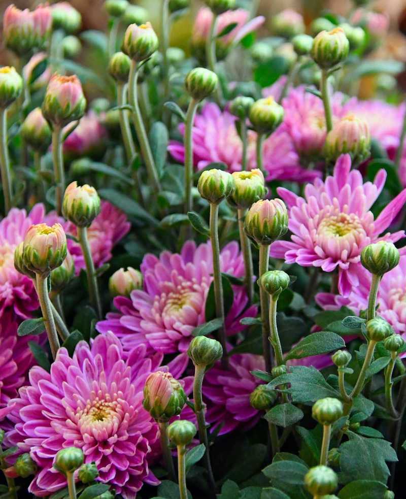 air purifying plants pink chrysanthemum in a bunch