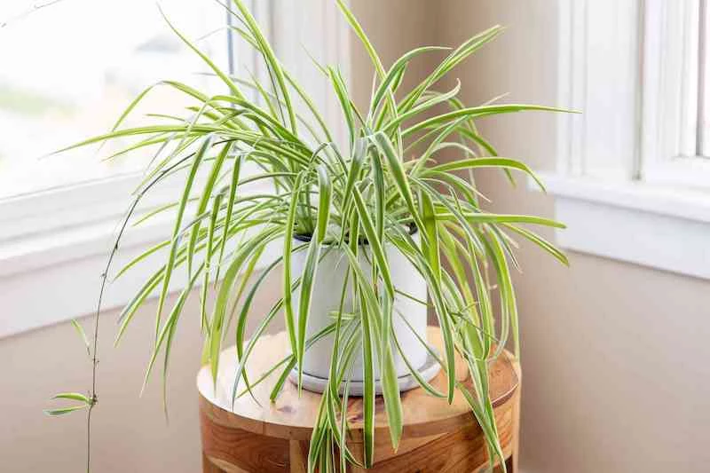 air purifying plants spider plant in blue and white pot