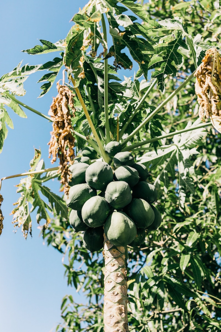 How to Grow a Papaya Plant from Seeds of StoreBought Fruit in 8 Steps