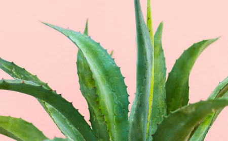 aloe vera plant on pink background