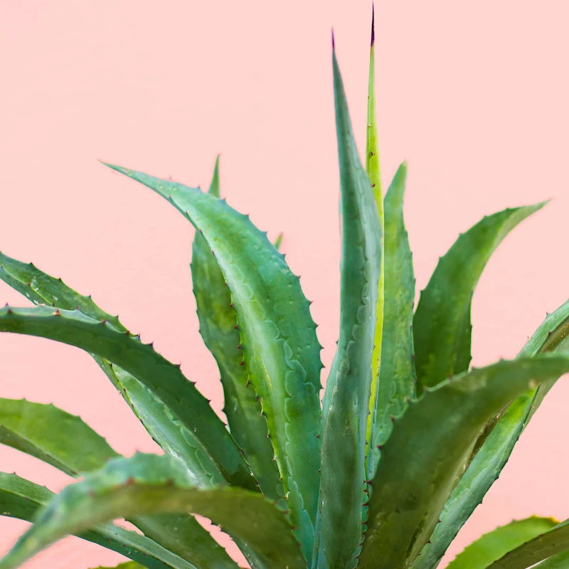 aloe vera plant on pink background