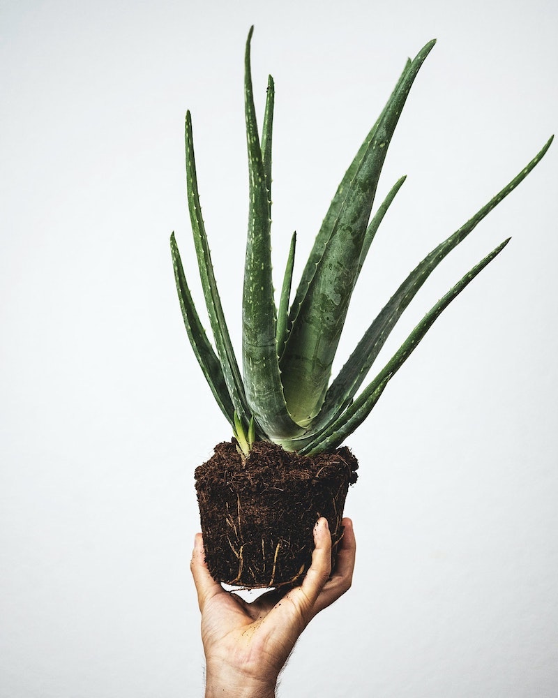 aloe vera plant with soil out of the pot