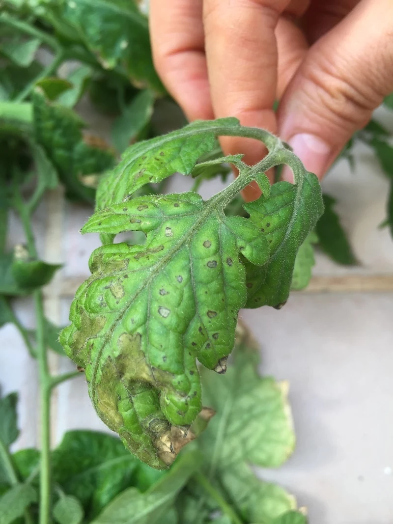 aphid damage on tomato leaf wilted and browned