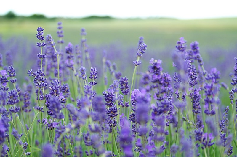 aromatic flowers purple lavender flowers in a field