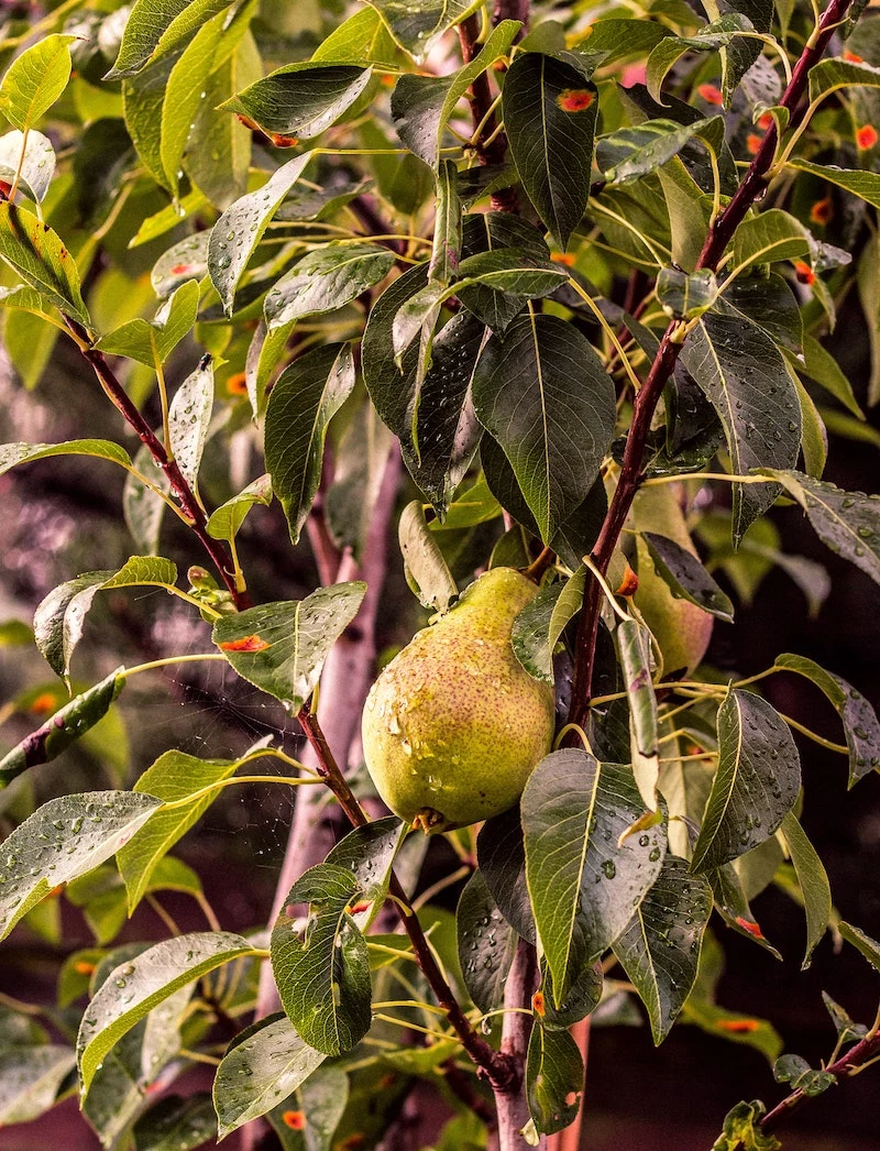 best and easiest fruit trees to grow