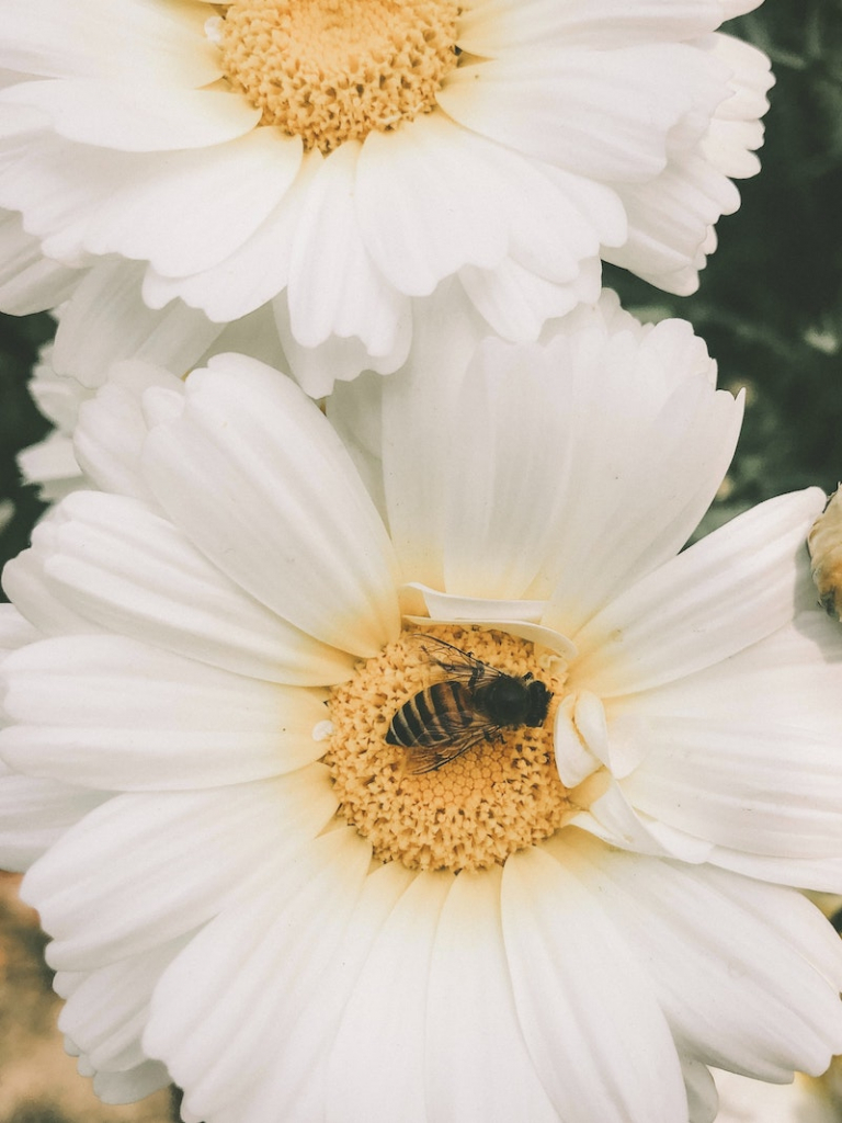 10 Best Flowers for Bees How to Make Your Garden a BeeFriendly Oasis
