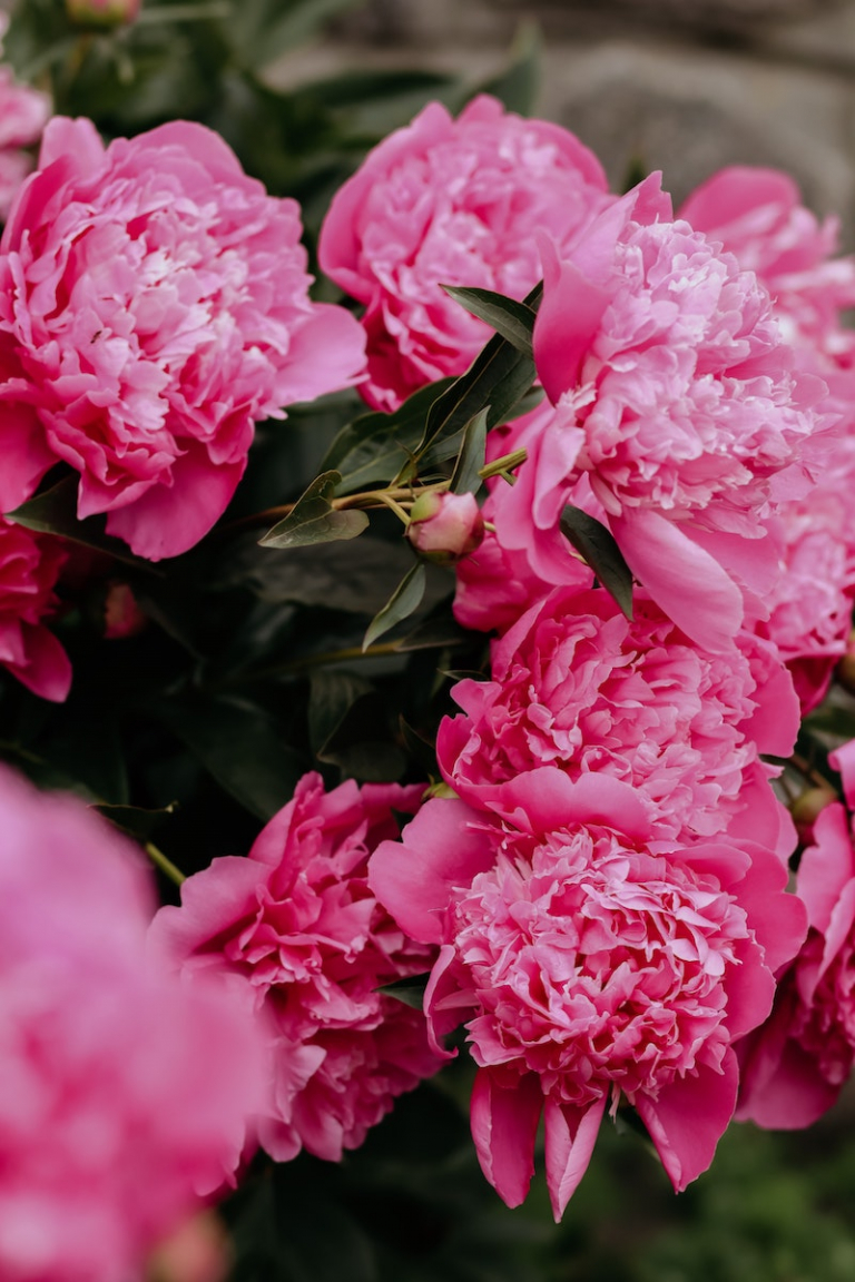 10 Best Flowers for Bees How to Make Your Garden a BeeFriendly Oasis