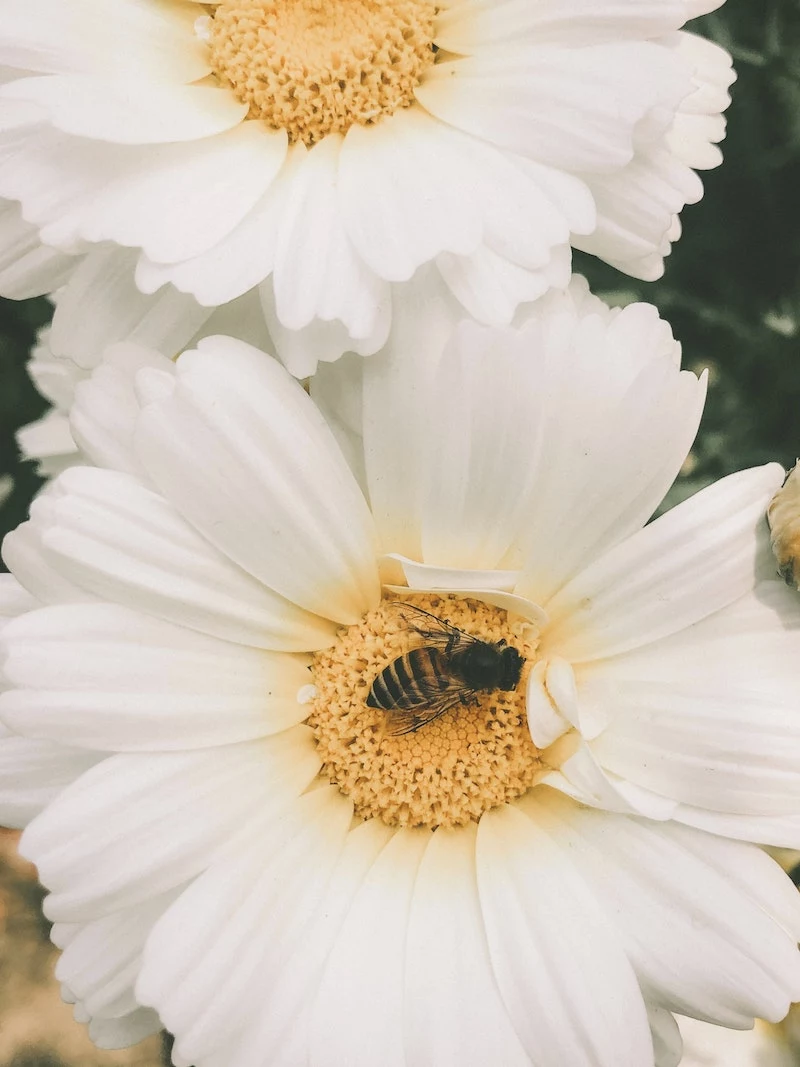 best annual flowers for bees