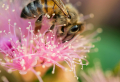 The Best Flowers for Bees: 10 plants that will make your garden a bee-friendly oasis
