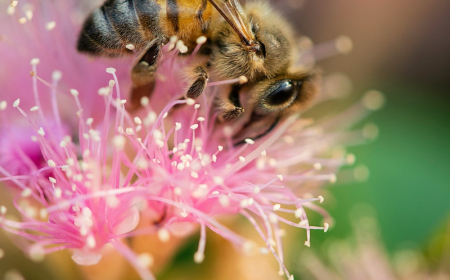 The Best Flowers for Bees: 10 plants that will make your garden a bee ...