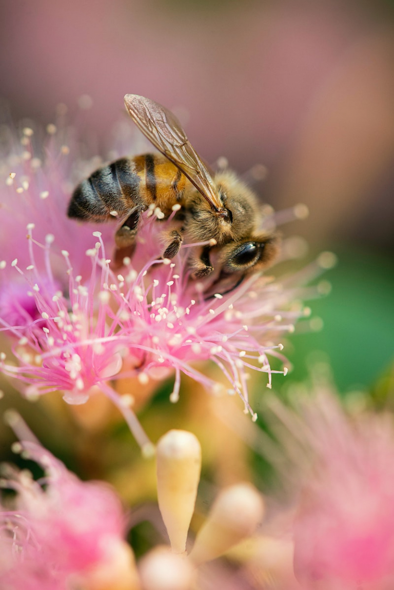 10 Best Flowers for Bees How to Make Your Garden a BeeFriendly Oasis