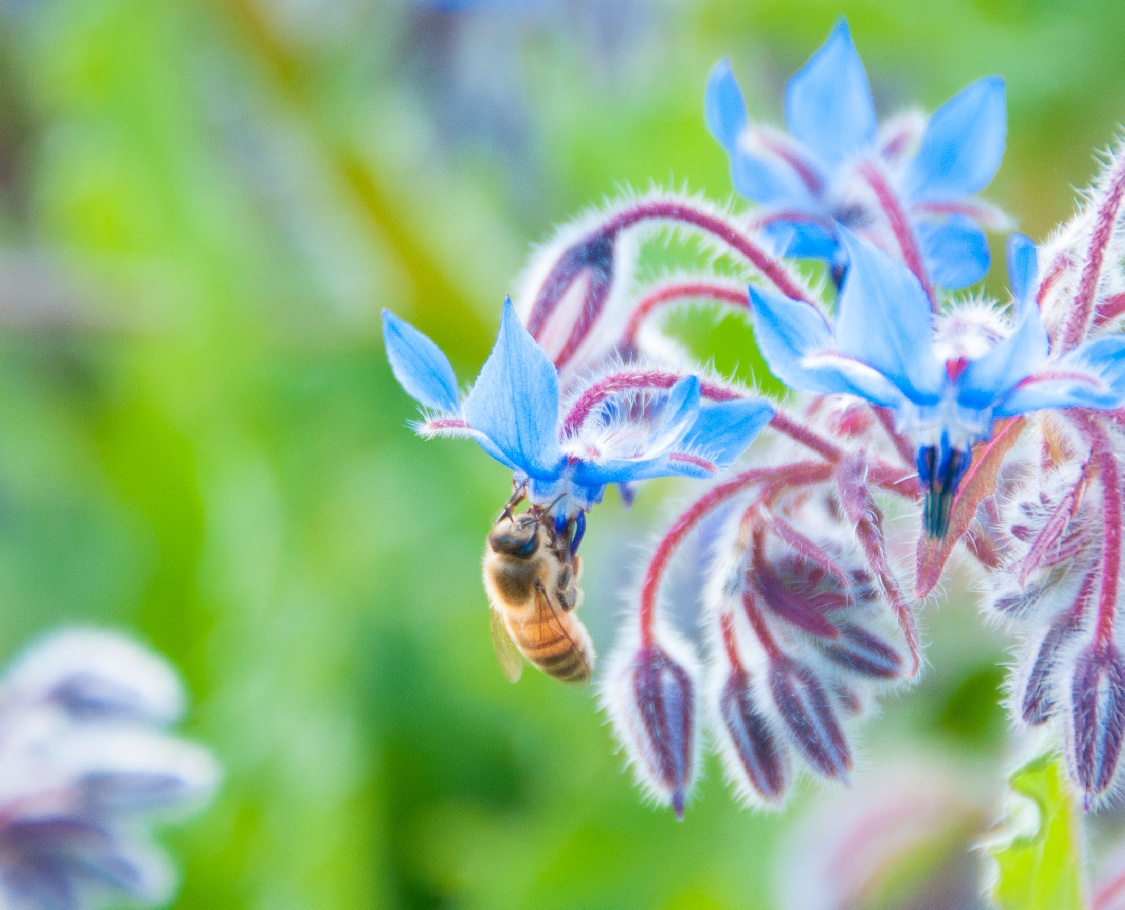 best flowers for attracting bees and butterflies