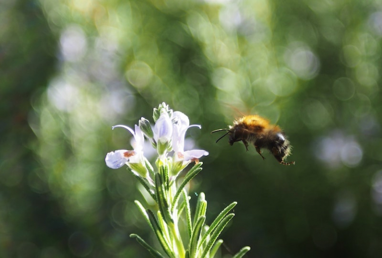 10 Best Flowers for Bees How to Make Your Garden a BeeFriendly Oasis