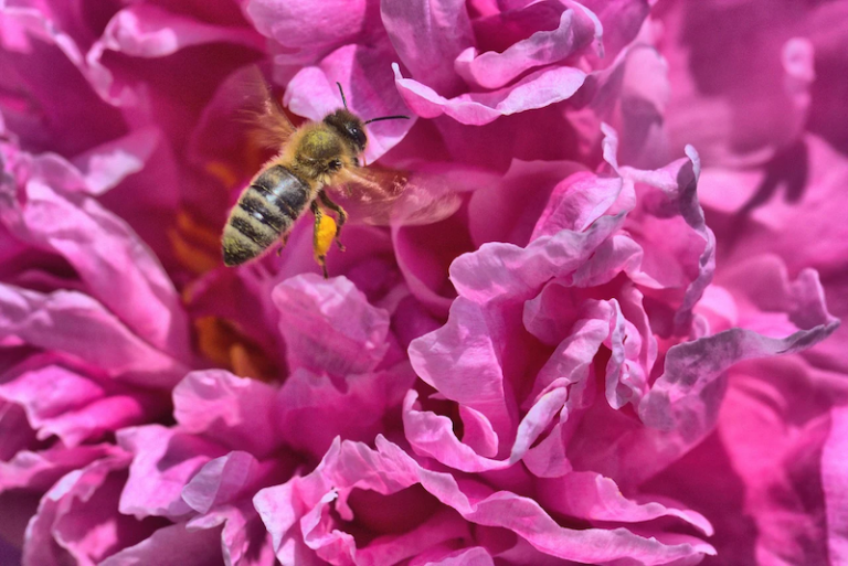 10 Best Flowers for Bees How to Make Your Garden a BeeFriendly Oasis