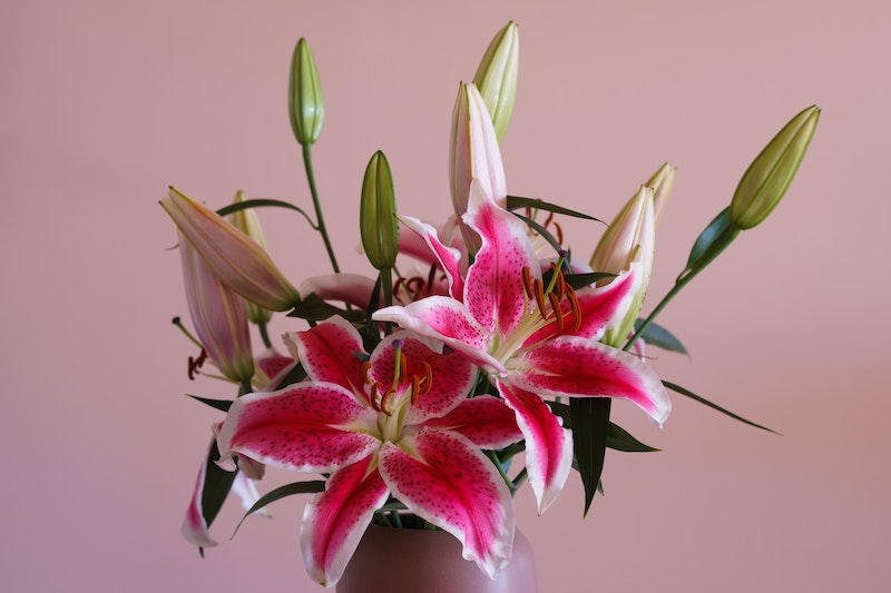 Which Are The Best Smelling Flowers? 9+ Garden Flowers