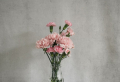 Which Are The Best Smelling Flowers? 9+ Garden Flowers
