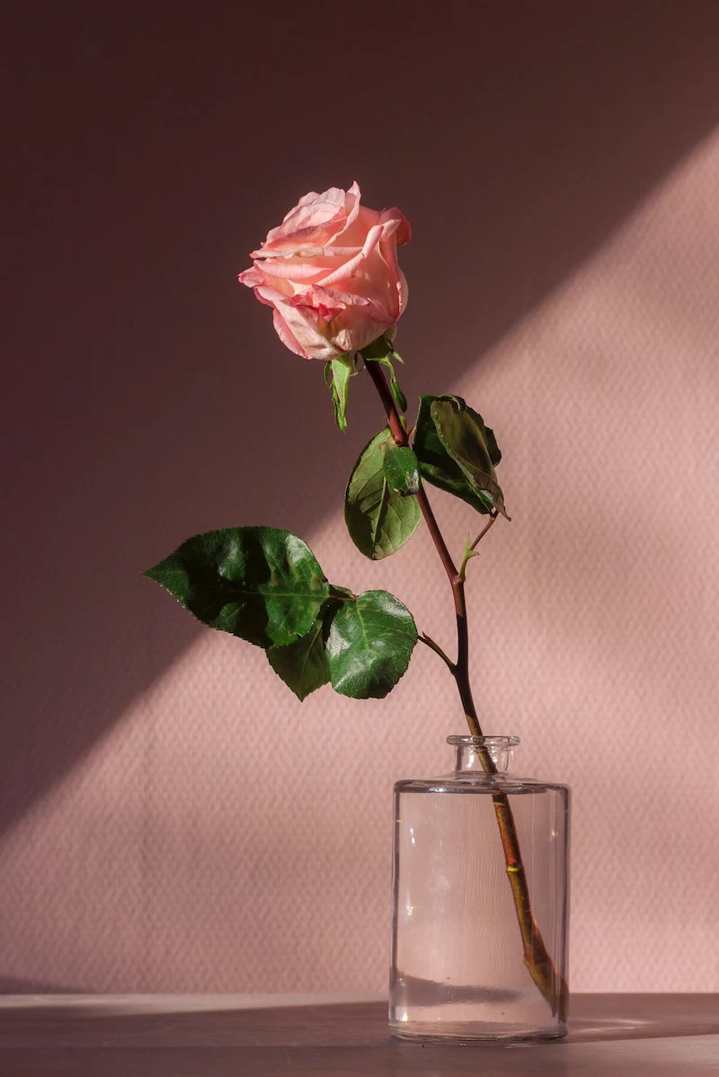 best smelling flowers pink rose in a transparent jar