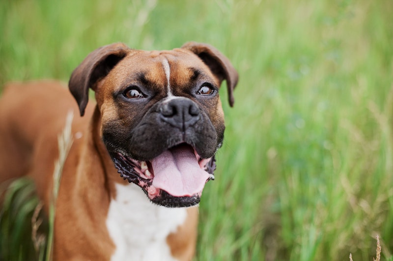 boxer dog in grass with open mouth happy