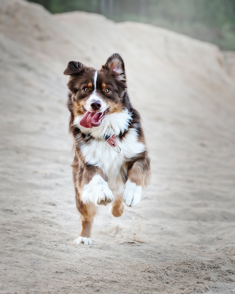 brown border collie jumping happily on the beach