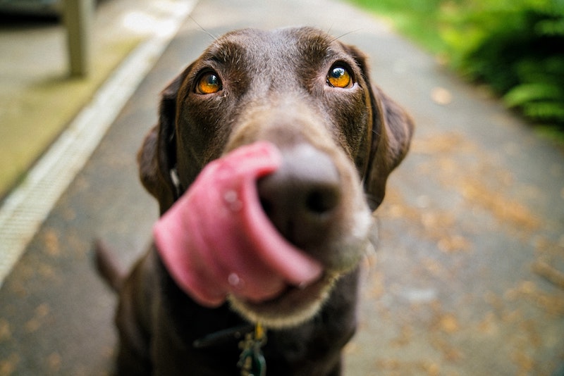 brown labrador retriever licking its nose close up