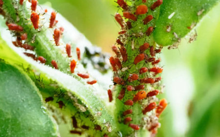 The Best Home Remedy Spray For Getting Rid of Aphids