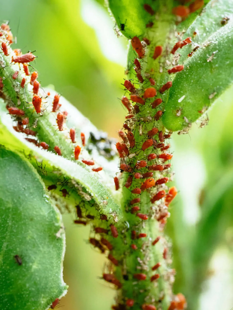 brown red aphids on plant stem
