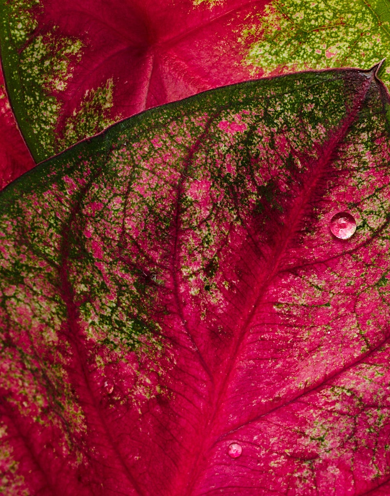 caladium leaves up close pink and green with water on them