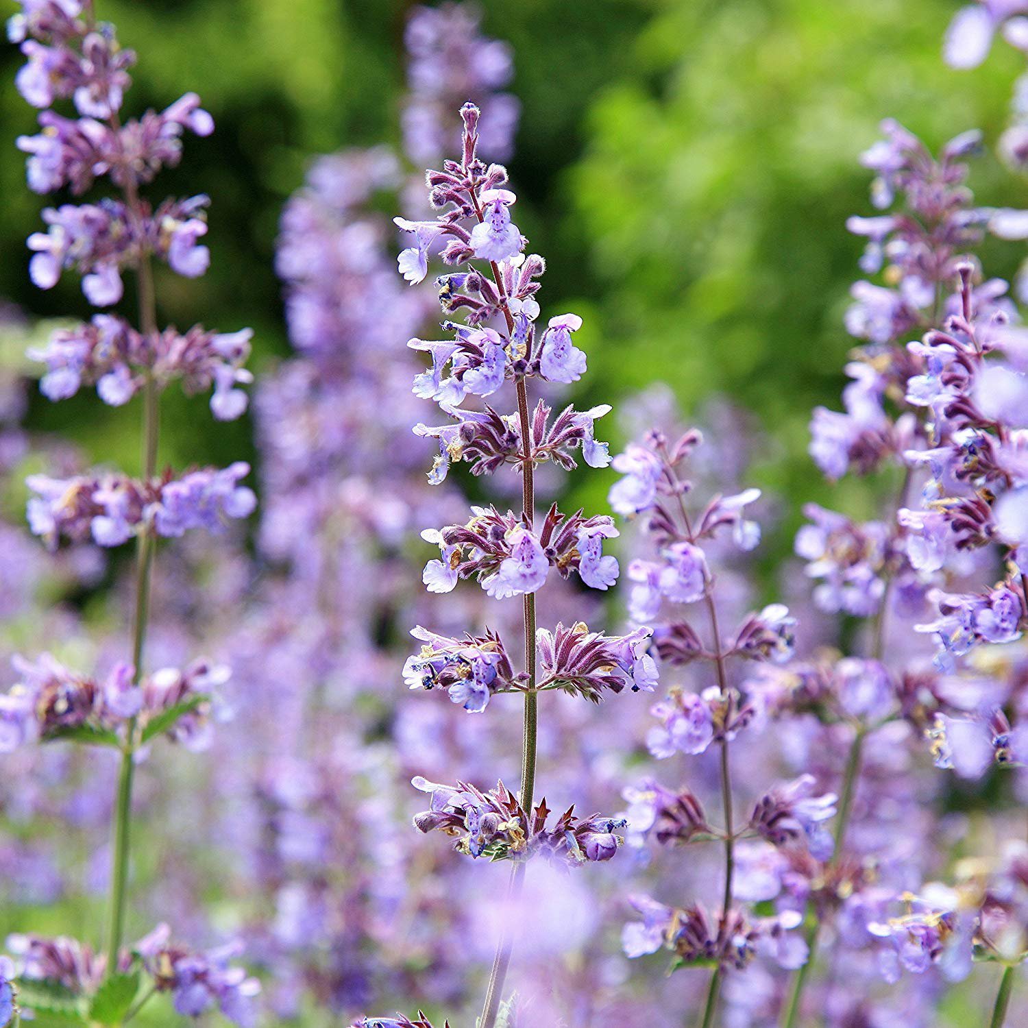 catnip against bugs