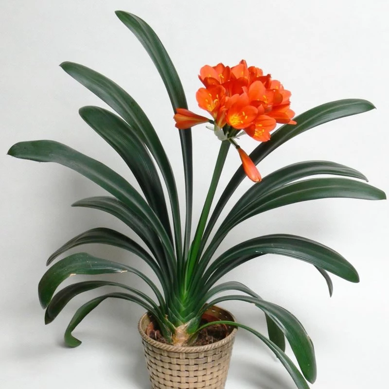 clear air toxins red and orange clivia plant