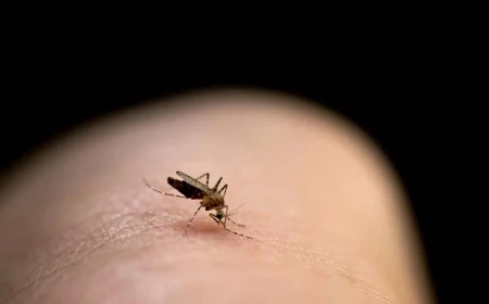 close up of a mosquito biting the skin