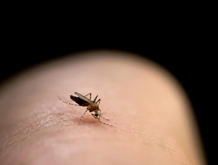 close up of a mosquito biting the skin