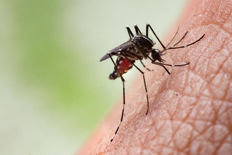 close up of a mosquito feeding on a person