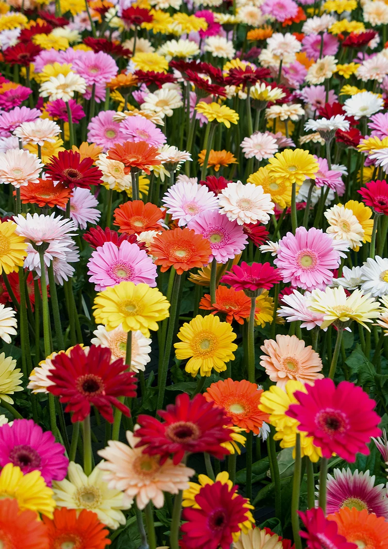 colorful gerbera daisies in a field