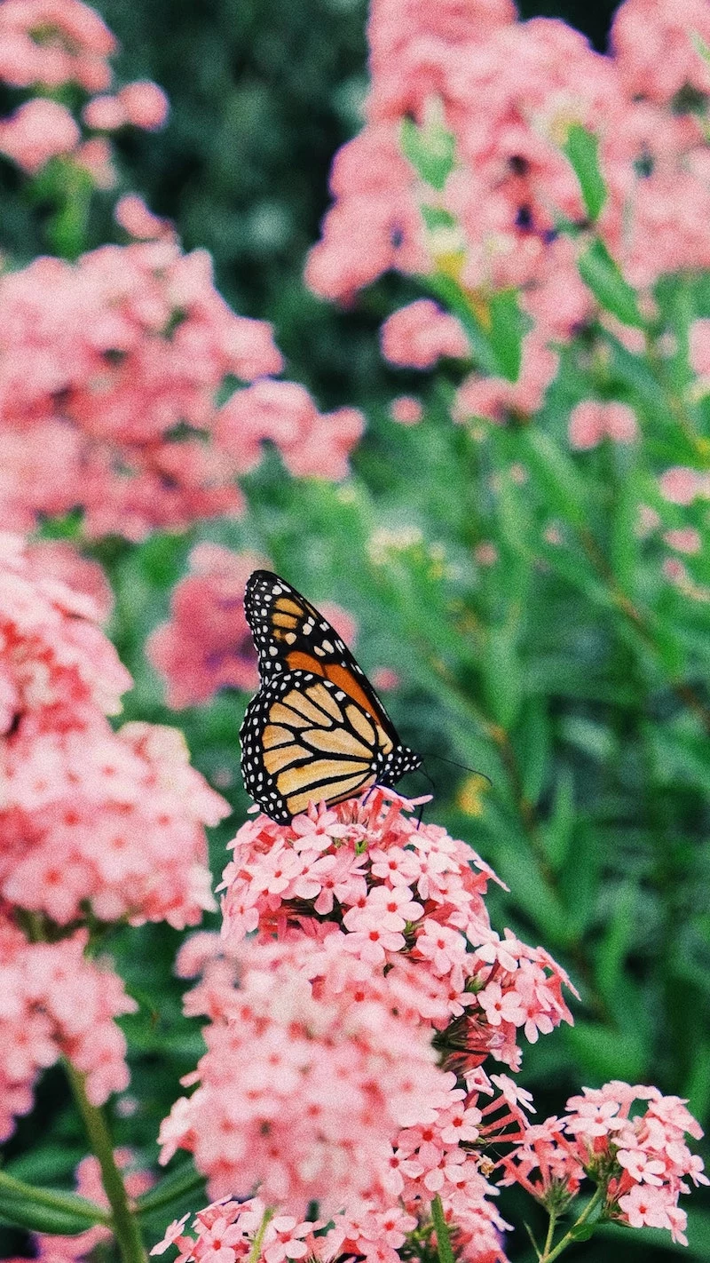 common flowers that attract butterflies