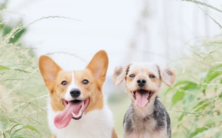 corgi and terrier jumping happily with smiles