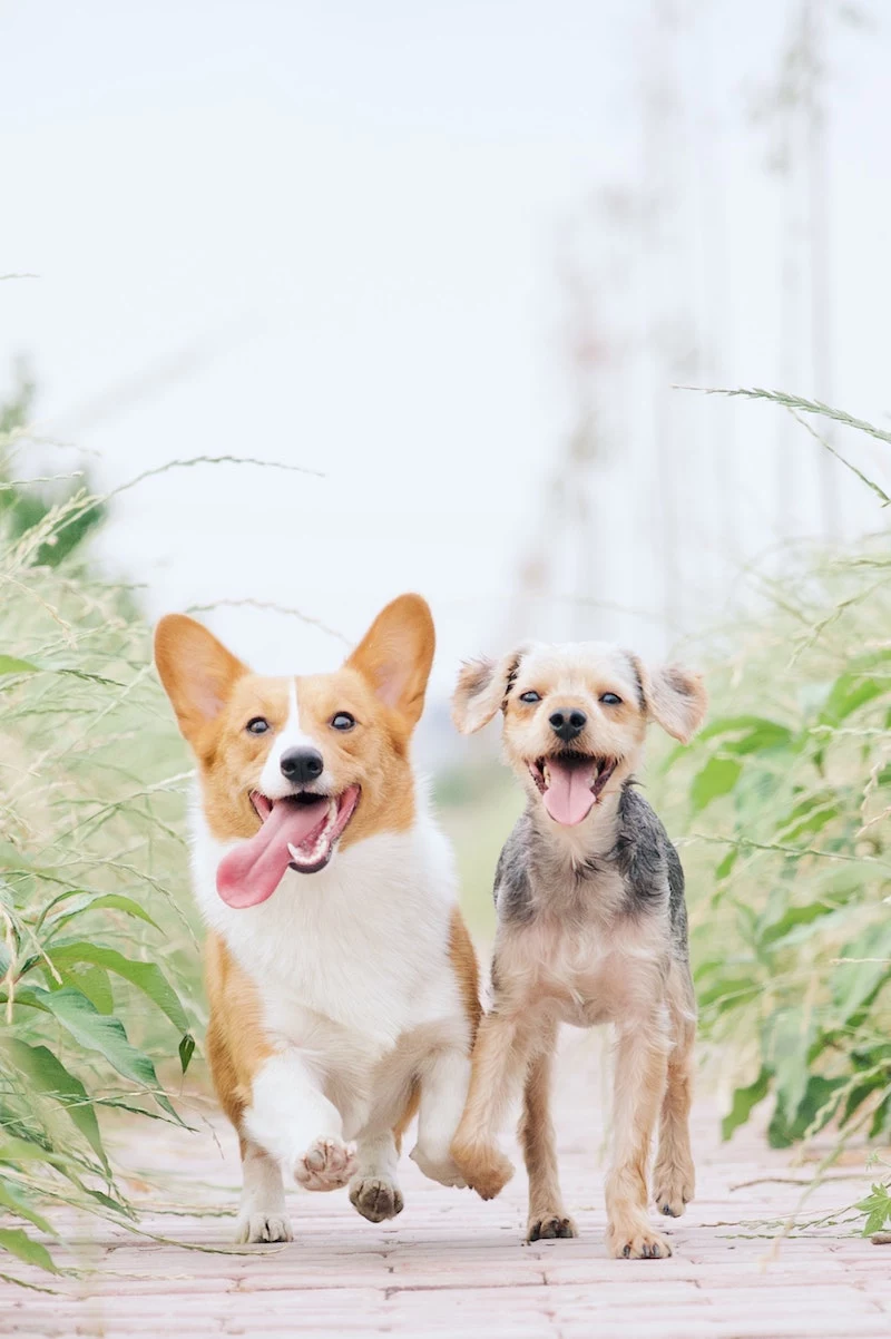 corgi and terrier jumping happily with smiles