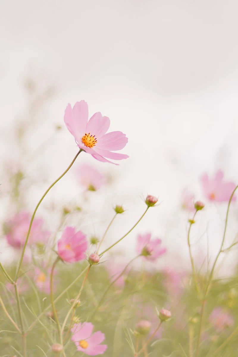 cosmos pink wild flower in a field