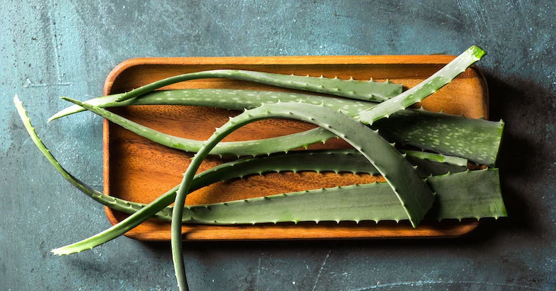 cut aloe vera leaves