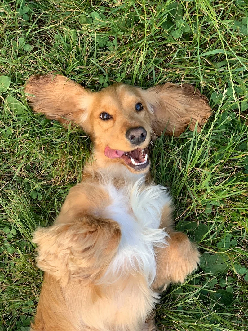 cute happy dog laying on grass smiling
